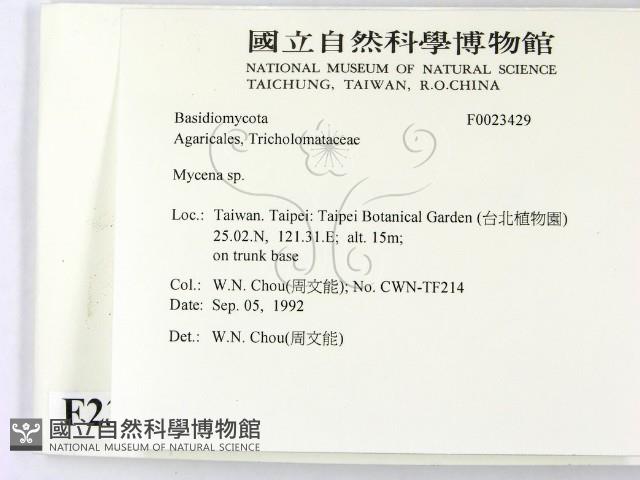 小菇屬藏品圖，第2張