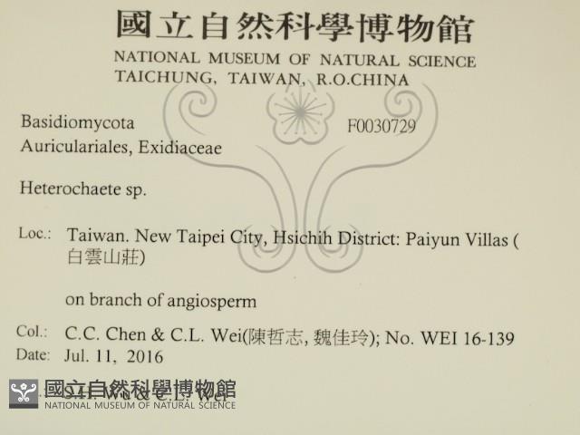 刺皮菌屬藏品圖，第2張