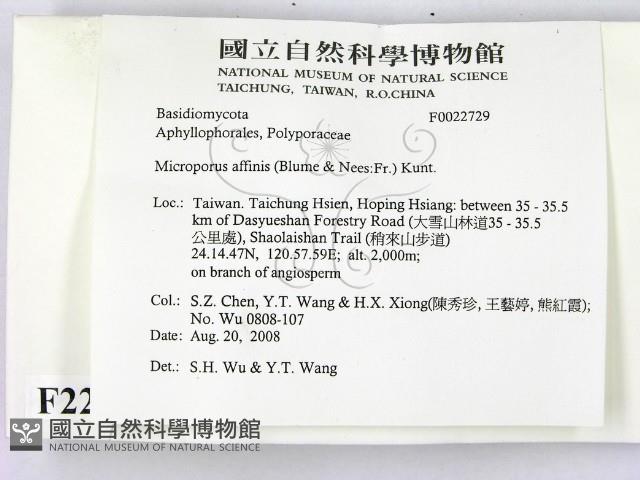 相鄰小孔菌藏品圖，第2張