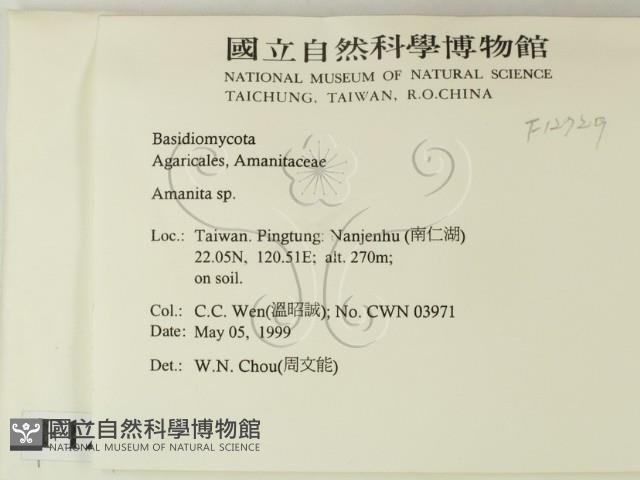 鵝膏屬藏品圖，第2張