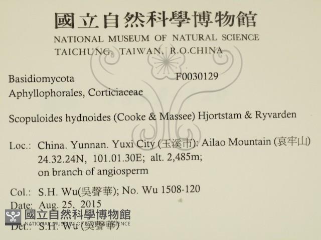 針齒銳岩菌藏品圖，第2張