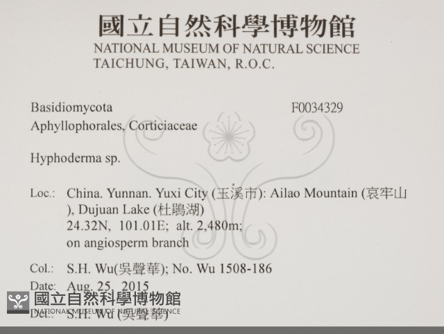 絲皮菌屬藏品圖，第2張