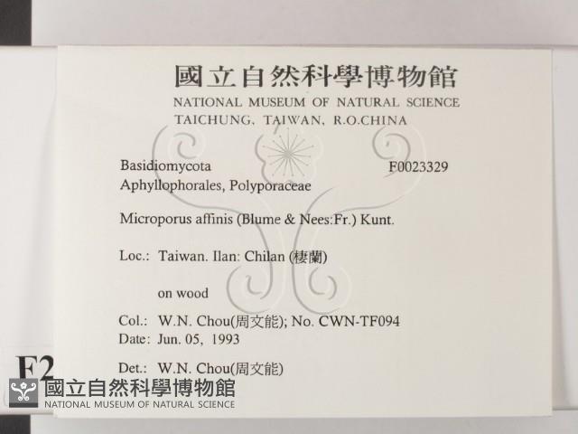 相鄰小孔菌藏品圖，第2張