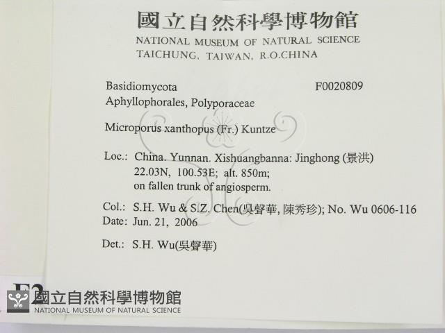 黄柄小孔菌藏品圖，第2張