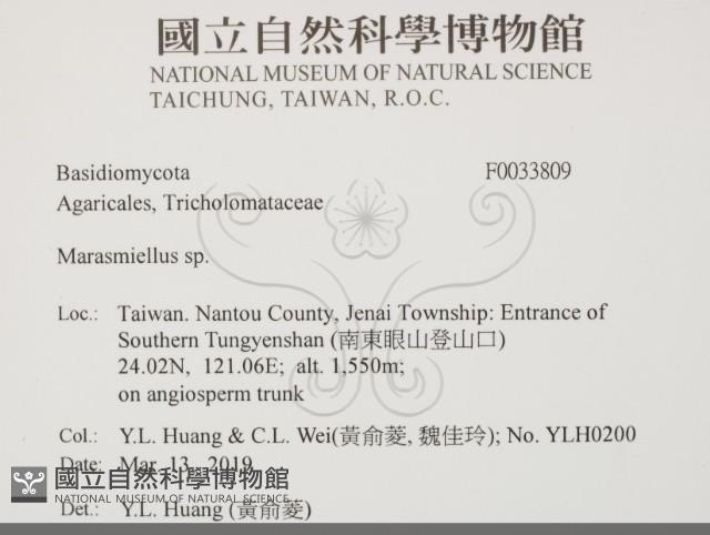 微皮傘屬藏品圖，第2張