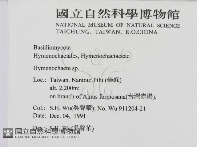 刺革菌屬藏品圖，第2張