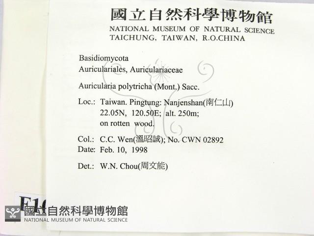 毛木耳藏品圖，第2張