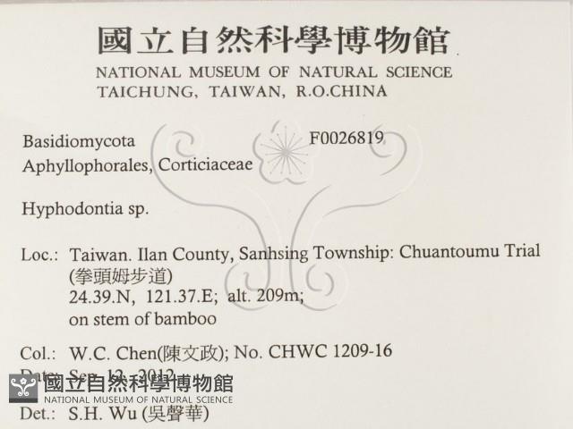 絲齒菌屬藏品圖，第2張