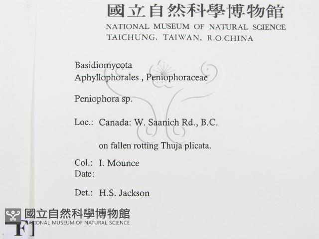 筍殼菌屬藏品圖，第2張