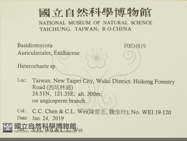 刺皮菌屬藏品圖，第2張