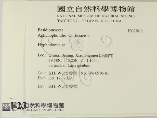 絲齒菌屬藏品圖，第2張
