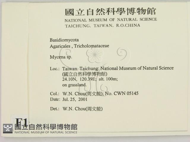 小菇屬藏品圖，第2張