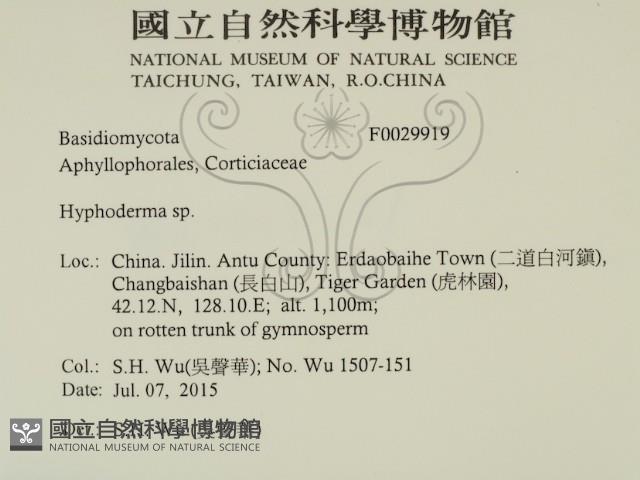 絲皮菌屬藏品圖，第2張