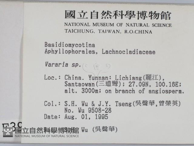 叉絲革菌屬藏品圖，第2張