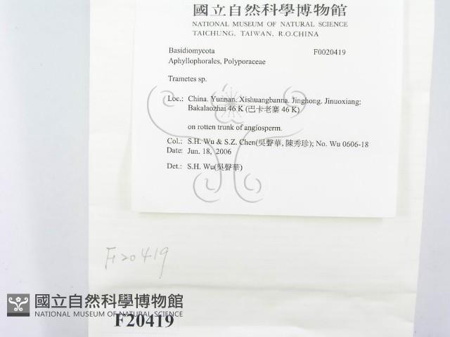 栓菌屬藏品圖，第2張