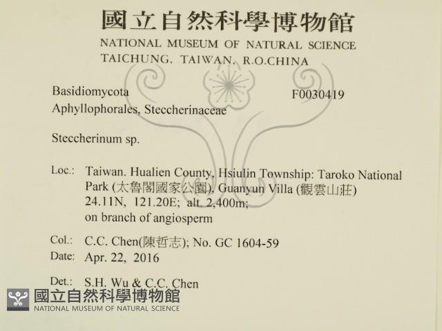 齒耳菌屬藏品圖，第2張