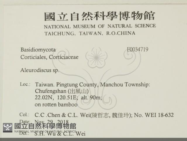 盤革菌屬藏品圖，第2張