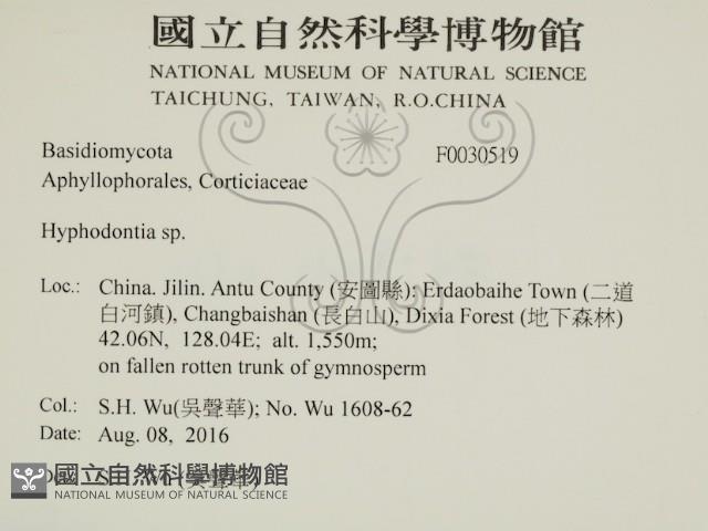 絲齒菌屬藏品圖，第2張