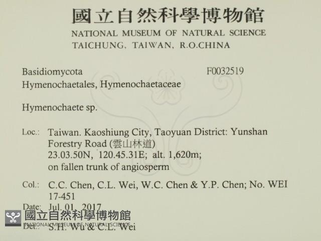 刺革菌屬藏品圖，第2張