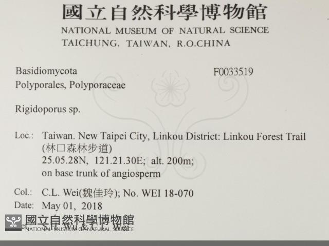 硬孔菌屬藏品圖，第2張