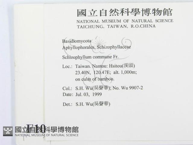 裂褶菌藏品圖，第2張