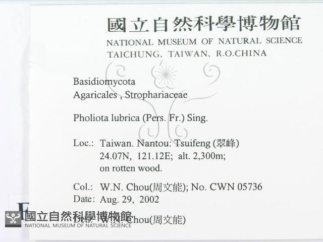 登錄號:F0016259藏品圖，第2張