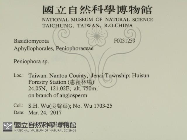 筍殼菌屬藏品圖，第2張