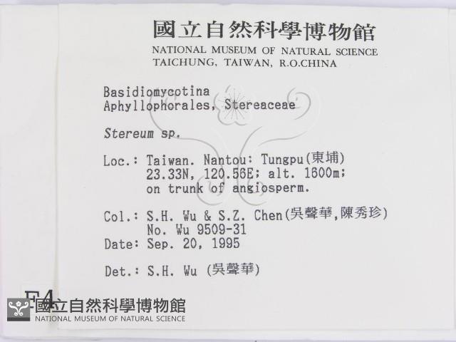 韌革菌屬藏品圖，第2張