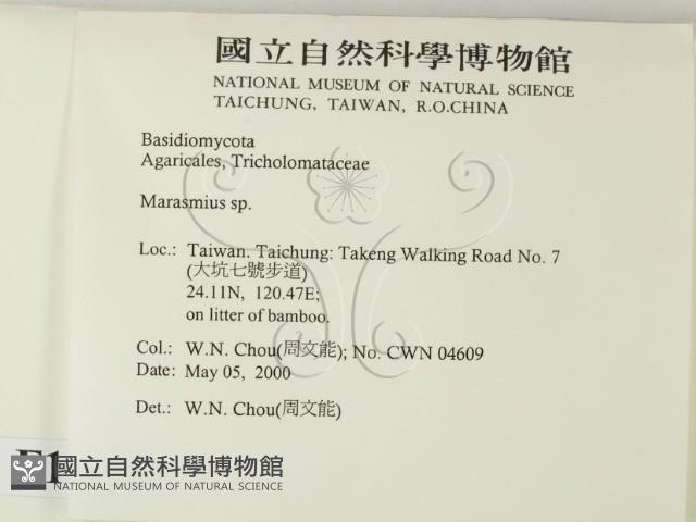 小皮傘屬藏品圖，第2張