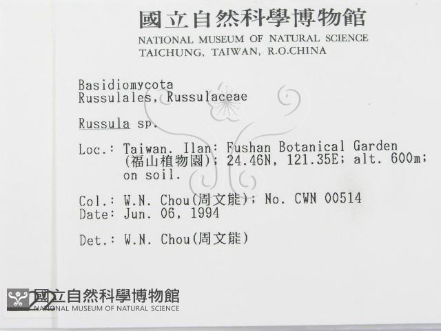 紅菇屬藏品圖，第2張