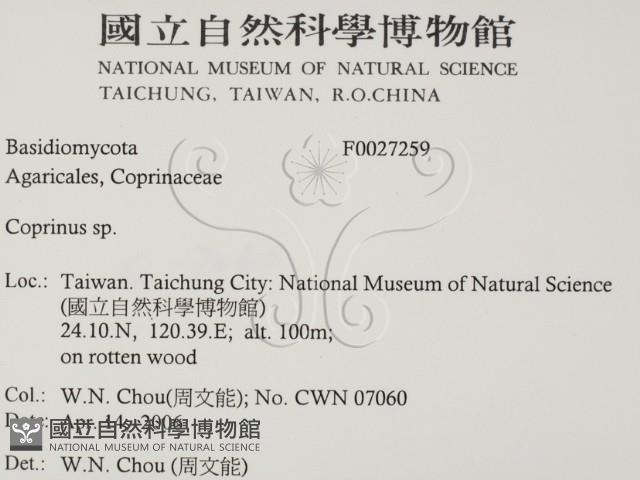 鬼傘屬藏品圖，第2張