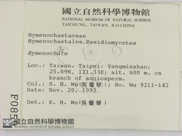 刺革菌屬藏品圖，第2張