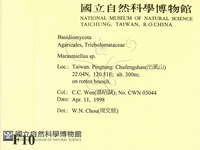 微皮傘屬藏品圖，第2張