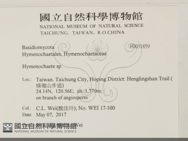 刺革菌屬藏品圖，第2張