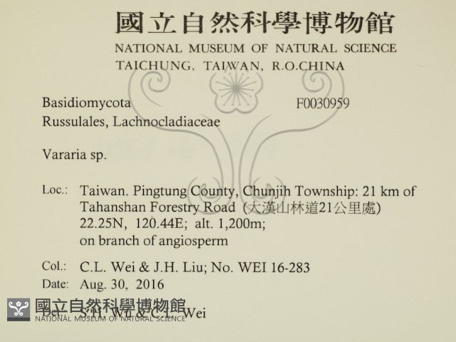 叉絲革菌屬藏品圖，第2張