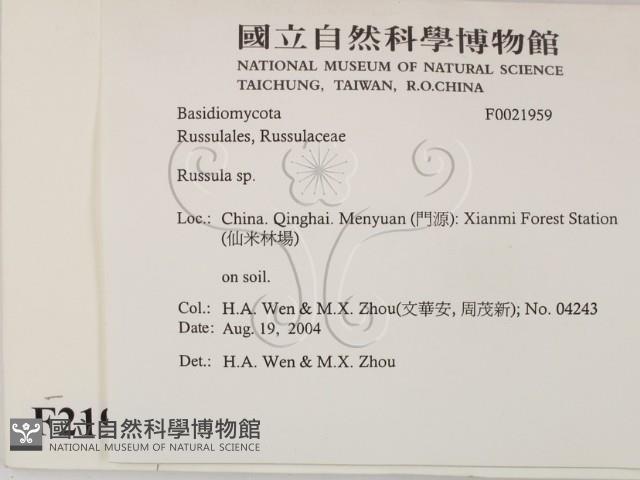 紅菇屬藏品圖，第2張