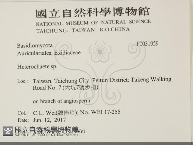 刺皮菌屬藏品圖，第2張