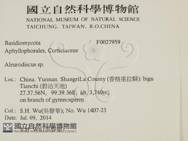 盤革菌屬藏品圖，第2張