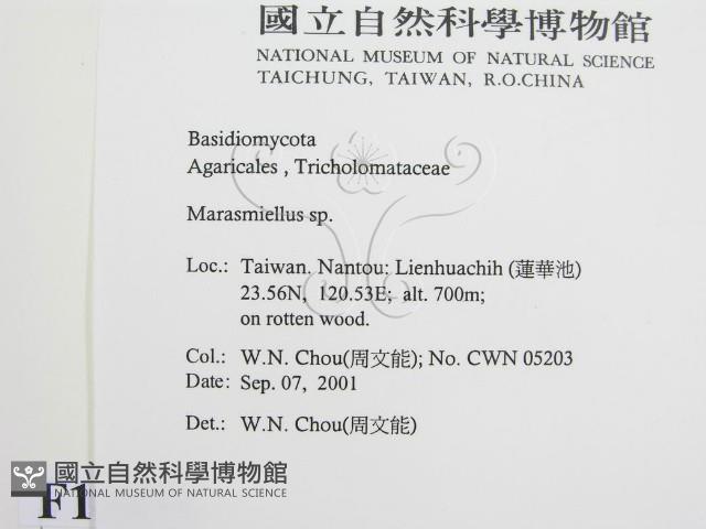 微皮傘屬藏品圖，第2張