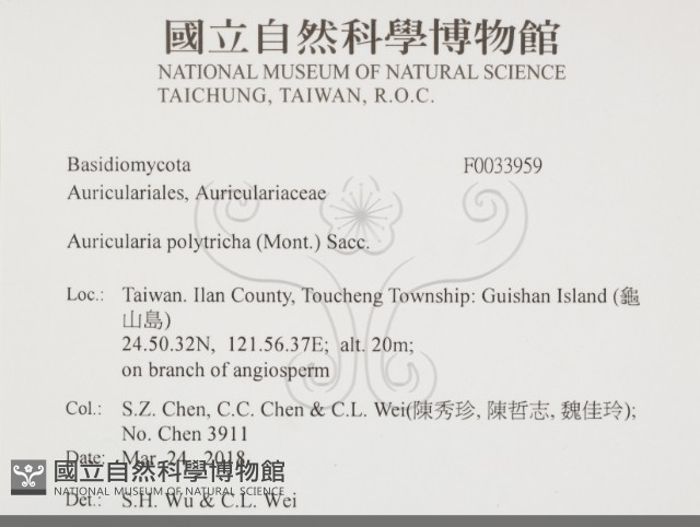 毛木耳藏品圖，第2張
