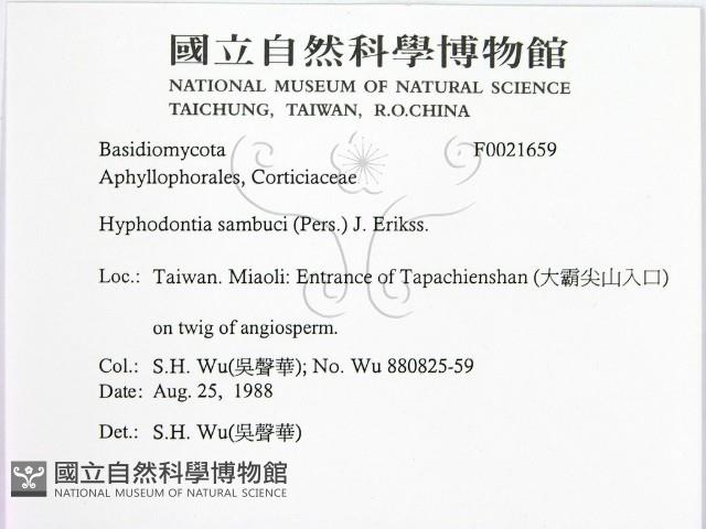 冇骨消絲齒菌藏品圖，第2張