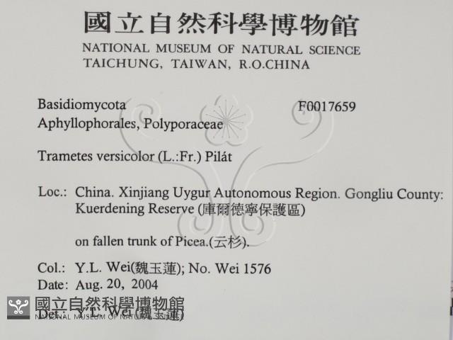 雲芝藏品圖，第2張