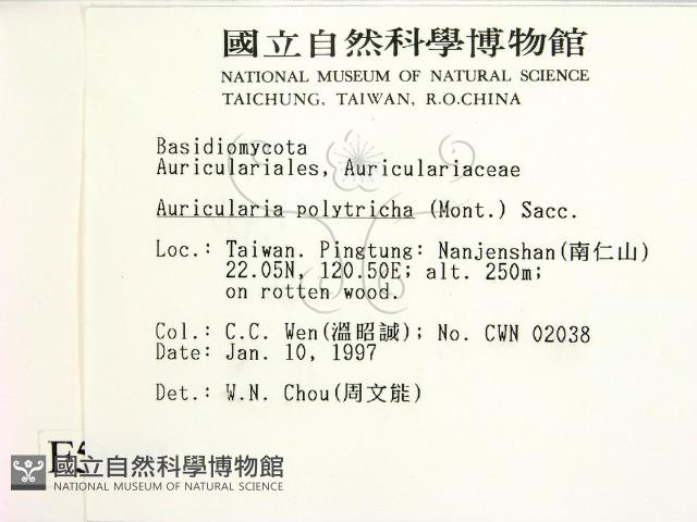 毛木耳藏品圖，第2張