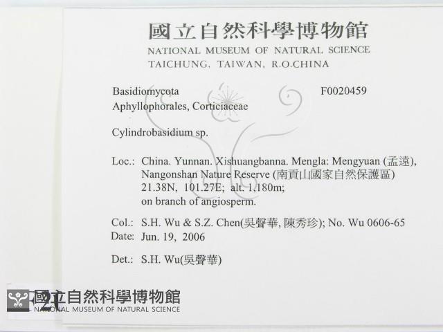 柱擔菌屬藏品圖，第2張