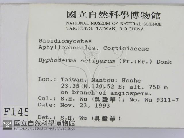 剛毛絲皮菌藏品圖，第2張