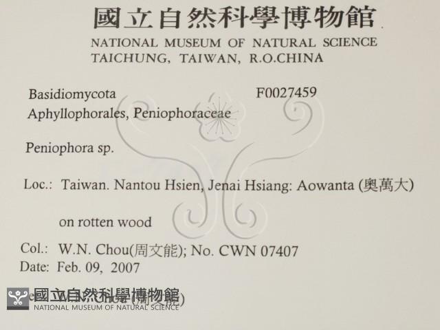 筍殼菌屬藏品圖，第2張