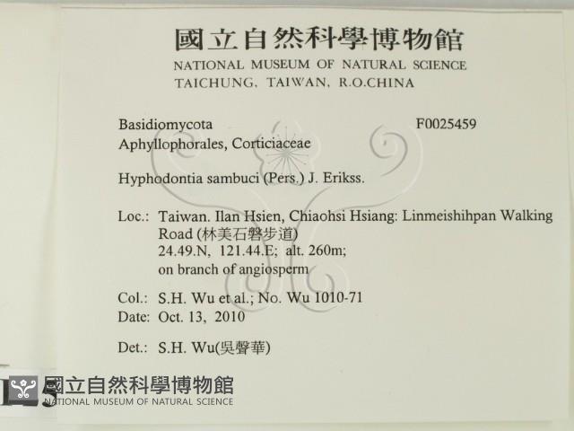 冇骨消絲齒菌藏品圖，第2張