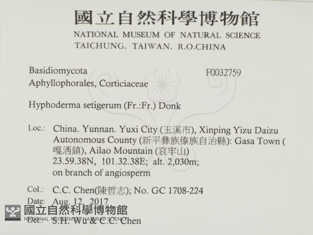 剛毛絲皮菌藏品圖，第2張