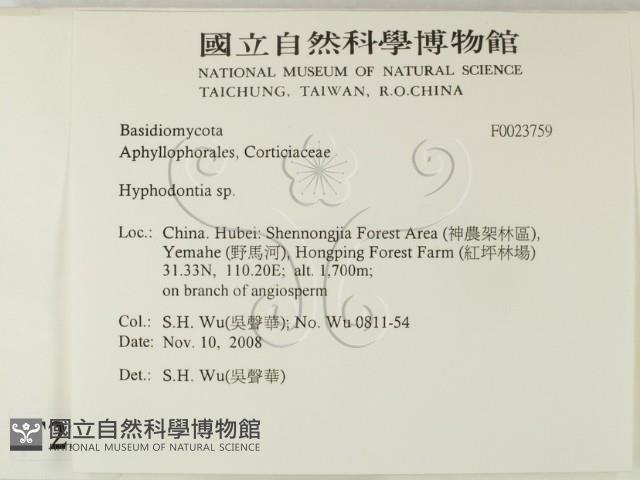 絲齒菌屬藏品圖，第2張