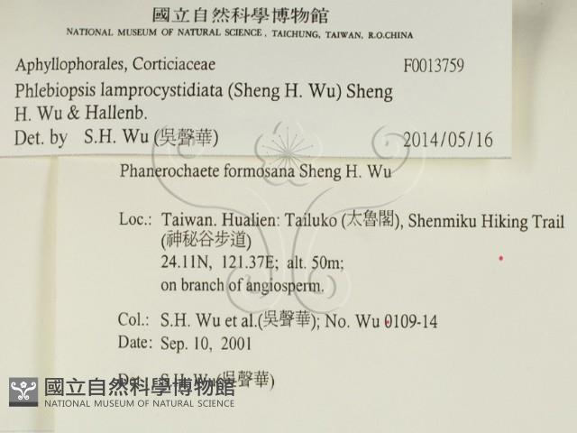 燈籠囊擬射脈菌藏品圖，第2張